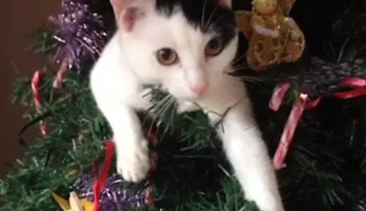 【許した】ネコ、クリスマスツリーに乗ってイタズラ→案の定の結果に！