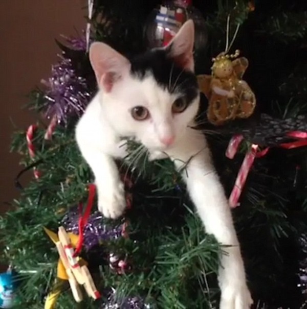 許した ネコ クリスマスツリーに乗ってイタズラ 案の定の結果に 秒刊sunday