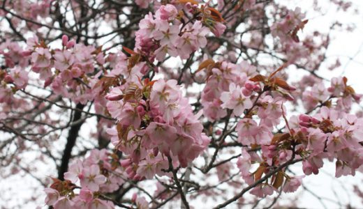 多くのカメラマンを唸らせる北海道東川町の桜の由来が感慨深い