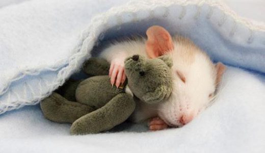 ネズミに「ミニテディベア」をプレゼントしたら喜んで抱いて寝た。可愛すぎる