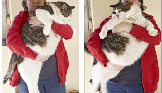 たぶん「世界一太ったネコ」あまりに肥満すぎてインスリン必要