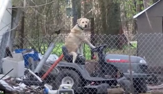 【放送事故】竜巻報道中に、犬が芝刈り機を運転するシュールな映像流れる！