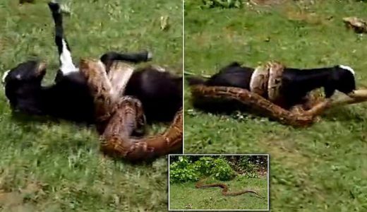 【インド人怖すぎ】巨大ヘビがヤギを襲う！→しかしとんでもない結果に！