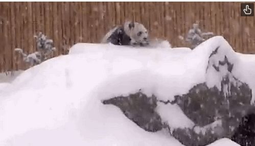 雪の中で遊ぶパンダ「犯罪レベル」のカワイさで人間挑発！