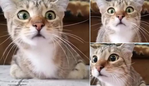【怖すぎ】ホラー映画「サイコ」を見た猫、怖すぎて顔がとんでもない状態に