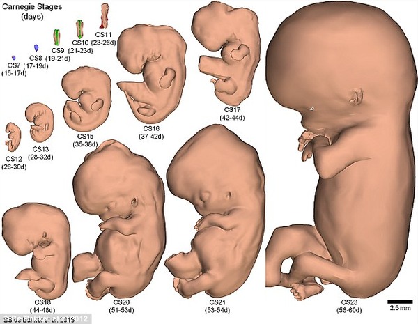 【朗報】お腹の中の細胞分裂中の赤ちゃんの成長を確認することができると話題に。 秒刊SUNDAY