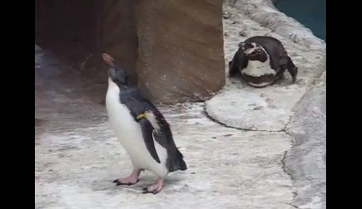 東山動物園の「蝶を追いかけるペンギン」が可愛すぎて海外で絶賛！