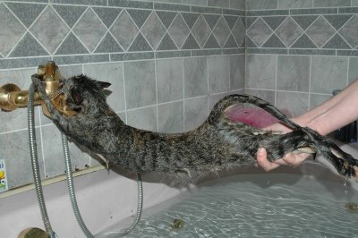 ネコを洗いすぎてとんでもない状態になった写真が話題に