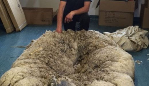 あまりに剛毛過ぎる！毛をかられたオーストラリア史上最大の羊がついに公開される