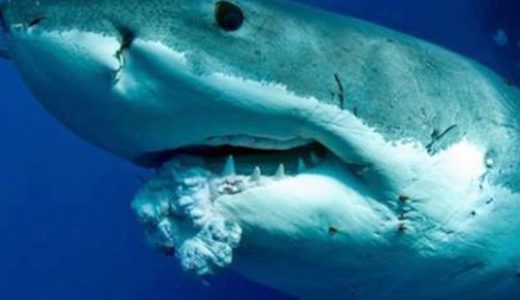 【マジか！】サメに鼻パンチは効かないらしい・・・。代わりの対処法、難易度高すぎ！