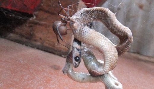 【コレは怖い】毒ヘビVS毒クモ、クモがヘビを食べる事案が発生！自然界恐ろしい