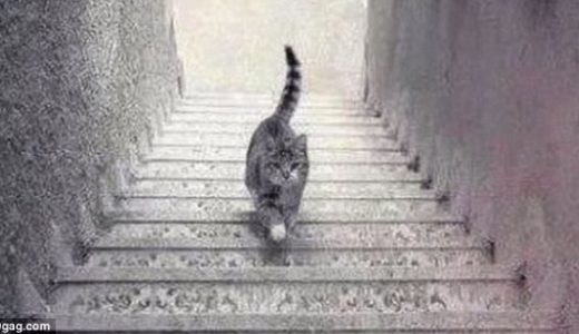 【謎】おい！この猫登ってるのか？それとも下ってるの？ドレス騒動の再来か？
