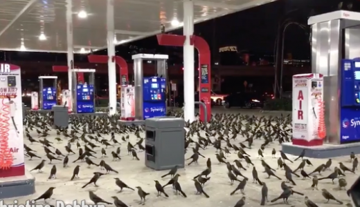 怪奇過ぎる！ガソリンスタンドに「謎の黒い鳥」が大量発生する謎の現象が話題に