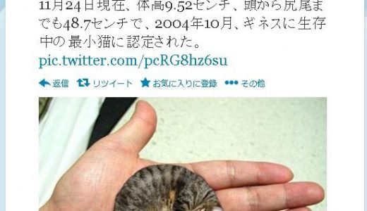 【残念】世界一小さな猫、実は「コラ」だった可能性！ごめんにゃさい