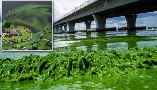 【フロリダ終了】フロリダ「藻襲来！」海岸が真緑に染まり汚くなる。