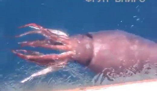 恐ロシア！恐怖の12Mのダイオウイカが漁師の網にかかり驚愕される