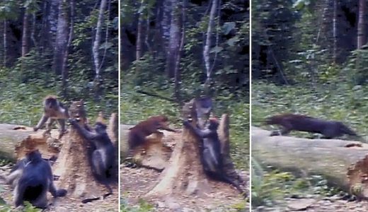 野生の猫が野生のサルを襲う衝撃的なビデオが全英を震撼させる。