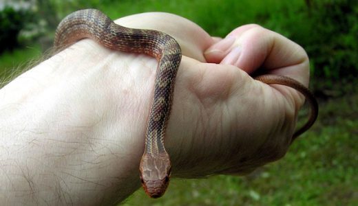 【マスコミ】シマヘビでは！？新幹線で見つかったヘビ、ニシキヘビではなく「シマヘビ」との声多数