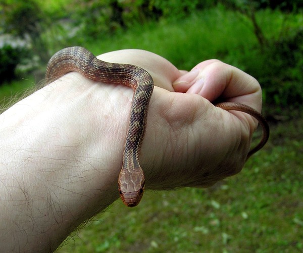マスコミ シマヘビでは 新幹線で見つかったヘビ ニシキヘビではなく シマヘビ との声多数 秒刊sunday