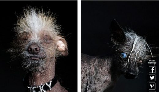 【閲覧注意】世界一醜い犬の高クオリティ写真が公開される！