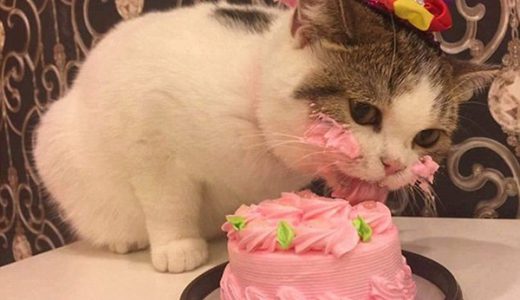 【あざとすぎ】誕生日ケーキをバクバク食う猫があまりにかわいいと話題に