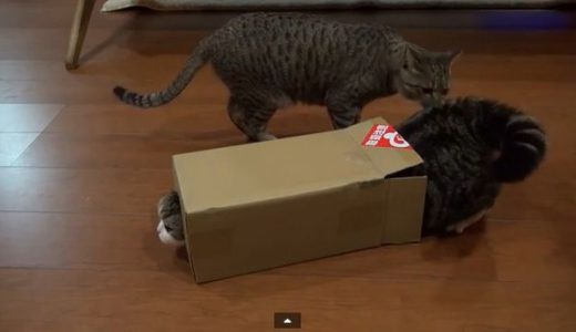 「トーマスかよ！」箱に入ったネコがカワイ過ぎて悶絶するとYouTubeで話題に