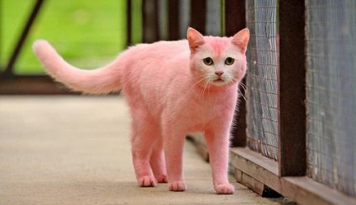 リアルピンクパンサーか！ピンク色の猫が発見される