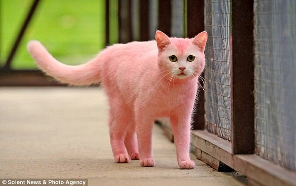 リアルピンクパンサーか ピンク色の猫が発見される 秒刊sunday