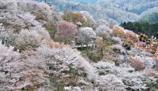 日本の絶景！桜が美しいスポットランキングが発表される。