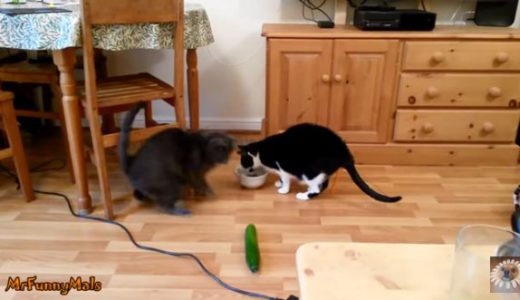 【猫動画】ギャアア！ネコの背後に「きゅうり」を置いてビビらせる動画が世界中で話題に