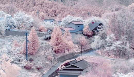 【悲報】わぁ桜と雪綺麗！→画像処理による加工写真だったことが判明
