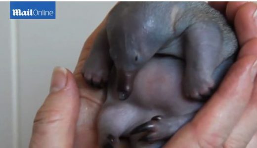 シドニーの動物園で産まれた「ハリモグラ」の赤ちゃんがあまりに可愛いと話題に