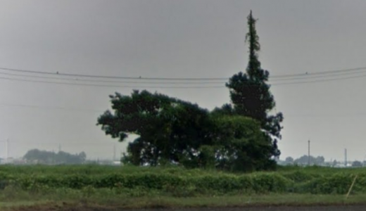 まるで「ネコバス」と話題の群馬県邑楽町藤川の木をGoogleMAPでみた結果
