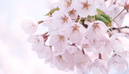 【急げ】福岡でついに「桜」が開花！急いで「花見」の場所取り！