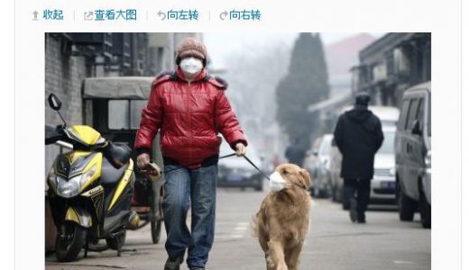 中国の大気汚染がヒド過ぎて犬もマスクする羽目に。