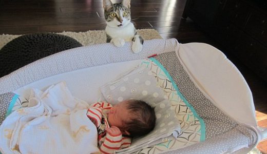 【画像】初めて人間の赤ちゃんを見たネコのリアクションが秀逸だと話題に