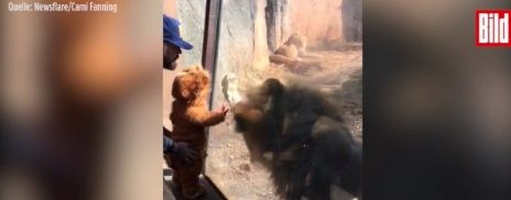 【萌え死ぬ】ライオンの着ぐるみを着た赤ちゃんが本物のライオンと出会ったら→とんでもない癒し動画が出来上がった