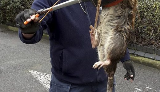 【デカすぎ】ロンドンで１．２メートルの巨大ネズミ発見される