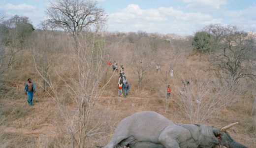 ジンバブエの人々が行う死んだ象の衝撃的な儀式