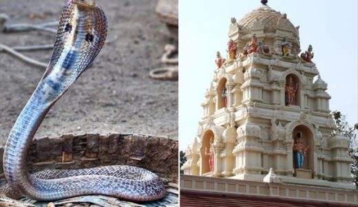【ビックリ】インドの男性「コブラ」と結婚式を執り行い逮捕！司祭は逃亡！