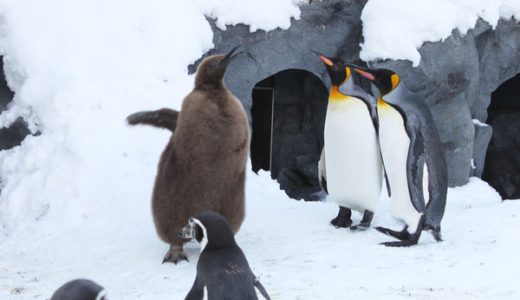 NHK推奨！「雪が残っているときはペンギン歩きで！」ペンギンの雪移動が斬新すぎて参考にならない。