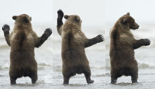 【可愛すぎ】クマがカモメの為にダンスするカワイイ姿が話題に