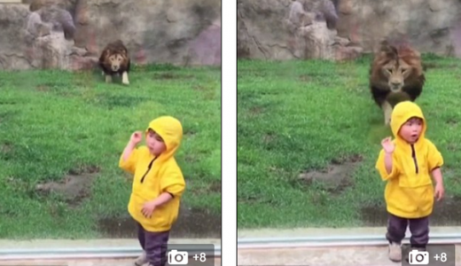 【デカいネコ】ヤバい！動物園のライオンが２才児を奇襲した結果！笑撃的な結果に