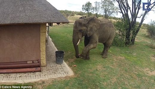 【これは凄い！】南アフリカの象さん、ゴミをゴミ箱に入れるお利口動画を公開