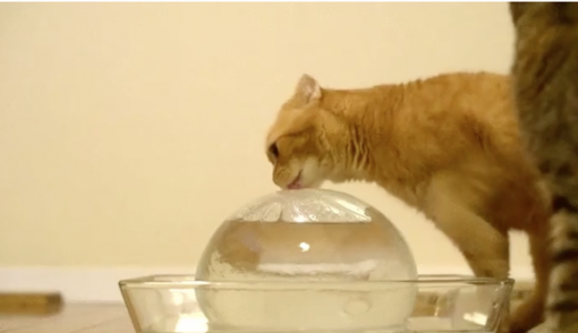【萌えすぎる】氷を舐めて間違えて触ってびっくりする猫が可愛いと話題に