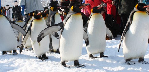 ペンギンの散歩姿がかわいすぎる！冬の旭山動物園も超おすすめ！