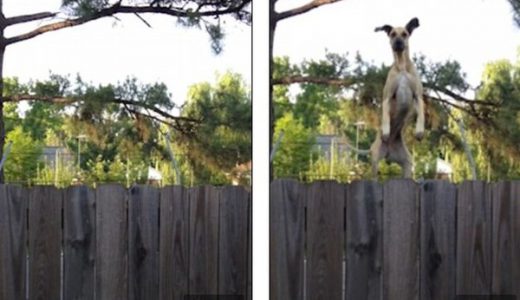 【シュール過ぎ】ジャンプして隣の家の状況を覗こうとするへんな犬が話題に