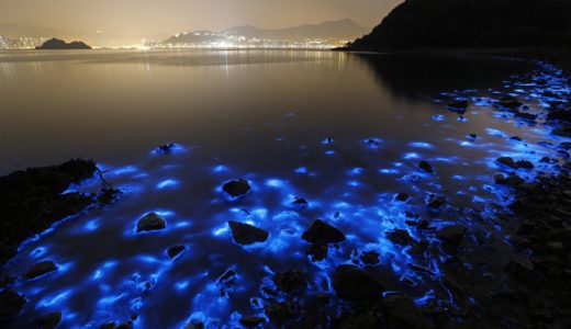 【鎌倉速報】夜光虫ヤバイ！湘南の海が夜光虫で光り輝いていると話題に