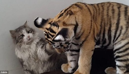 【ネコ強すぎ】トラに襲われそうになるも強烈な猫パンチ！で仕返しトラ退散