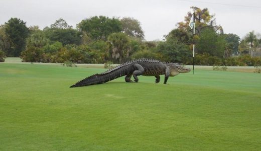 こんな巨大なワニが居るのか？とフロリダのゴルフ場に出たワニが話題に